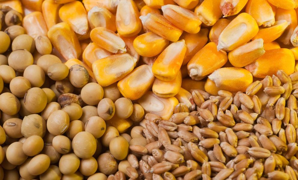 نگرانی مرغداران چهارمحال و بختیاری از كم و كاستی نهاده ها