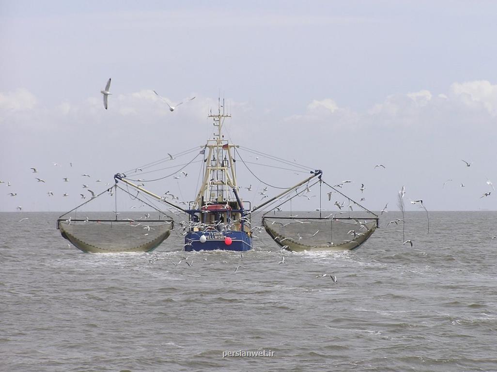 چشم پوشی از صید میگوی دریایی، لازمه حذف ترال از خلیج فارس