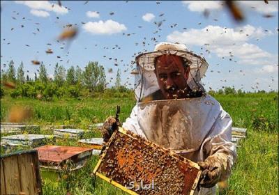 تولید عسل در رضوانشهر 15 درصد افزایش یافت