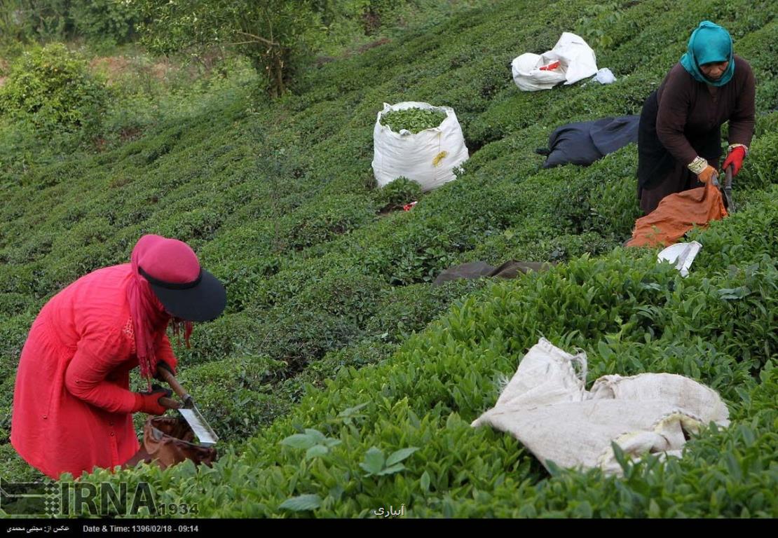 گردش مالی صنعت چای ایران 2 تا 3 هزار میلیارد تومان است