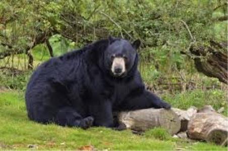 خرس سیاه آسیایی قربانی تخریب زیستگاه و شكار بی رویه
