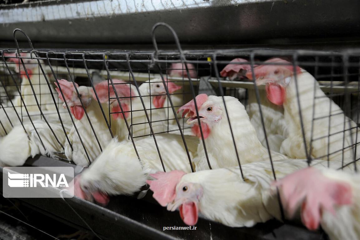 امكان تولید ۲ برابری گوشت مرغ با احیای مرغ آرین