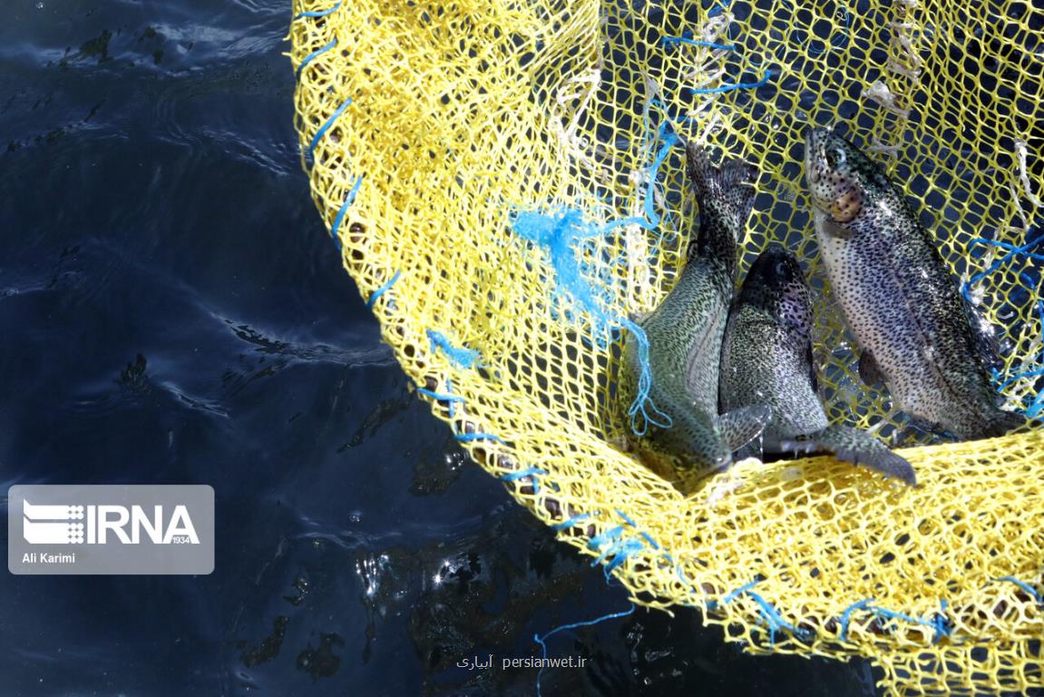 ۶۵ درصدی ماهیان سردابی در شبكه تعاونی ها تولید می شود