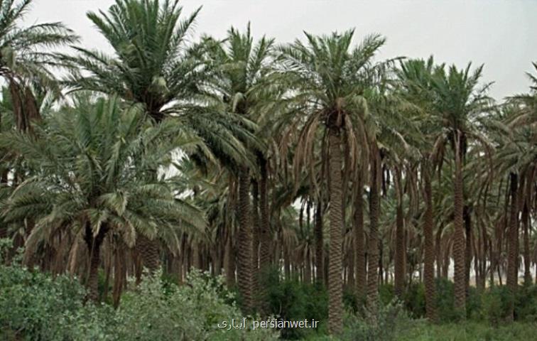 بلای سرطان خرما به جان نخلستان های خوزستان