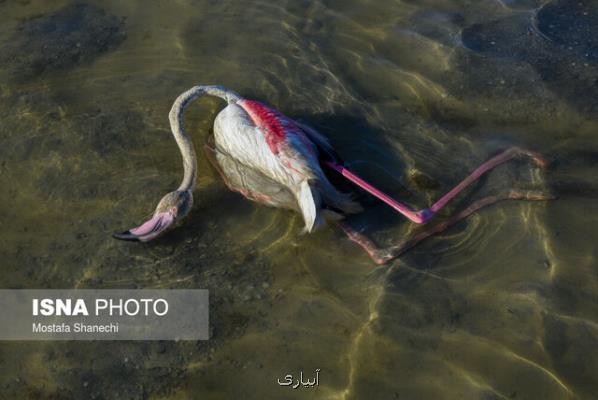 تلفات پرندگان مهاجر هنوز به سواحل گلستان نرسیده است
